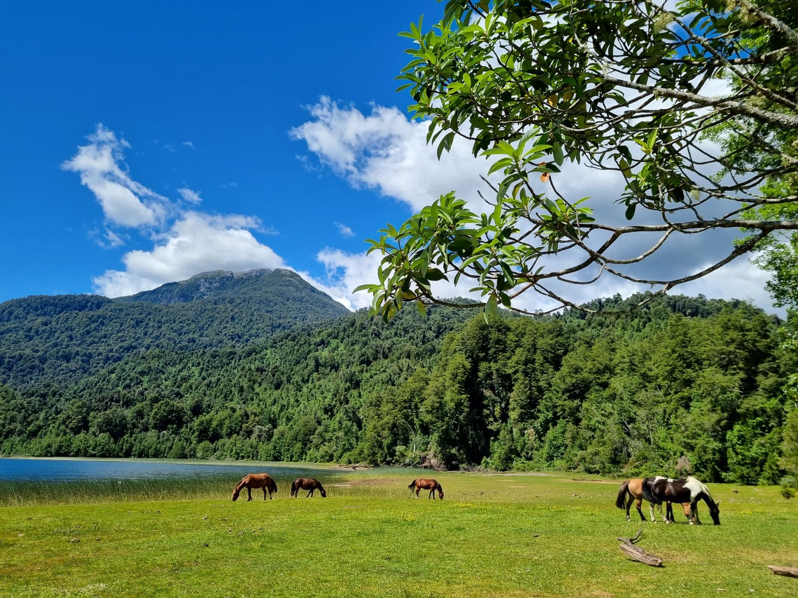 Campo en venta en Cochamó — foto 5