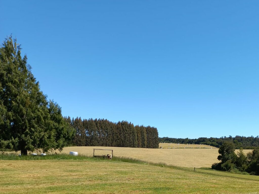 Campo en venta en Los Muermos — foto 3