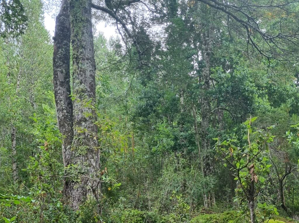Campo en venta en Cochamó — foto 6