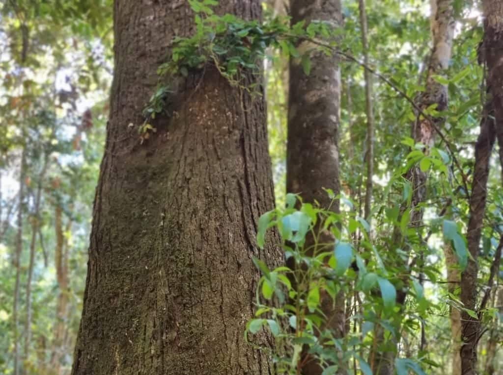 Campo en venta en Cochamó — foto 8