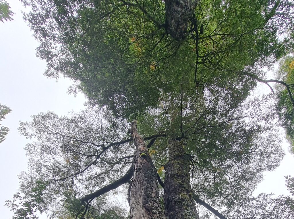 Campo en venta en Aysén — foto 2