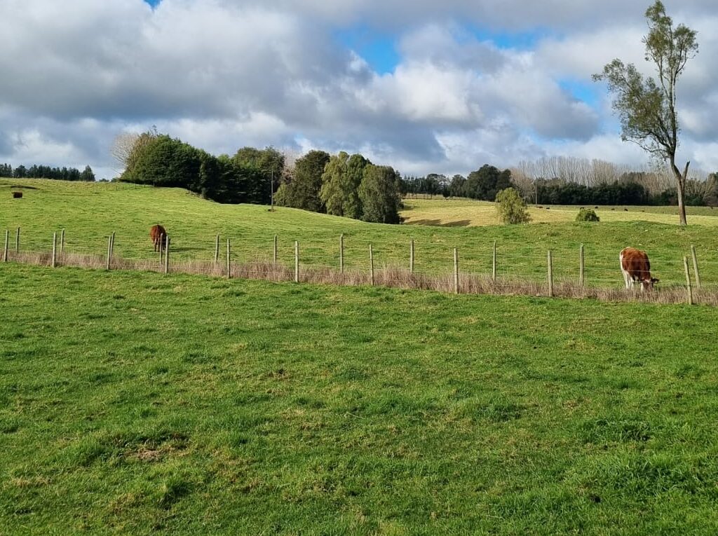 Campo en venta en Llanquihue — foto 2