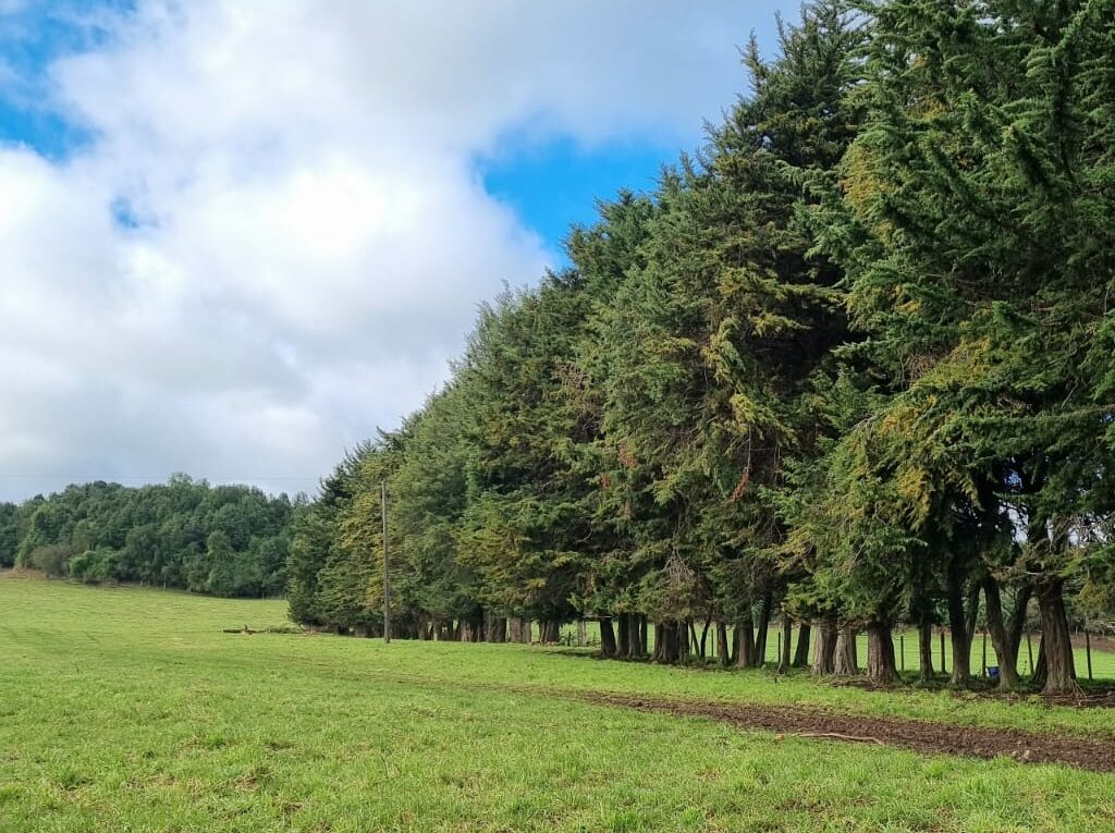Campo en venta en Llanquihue — foto 3