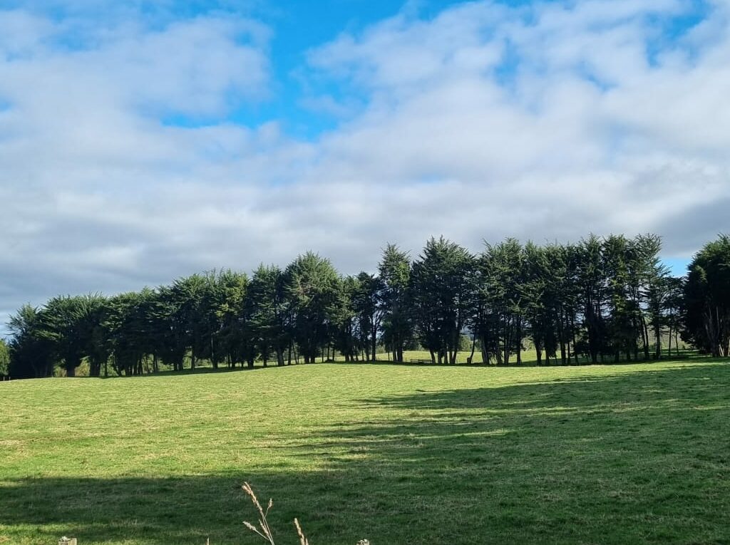 Campo en venta en Llanquihue — foto 4