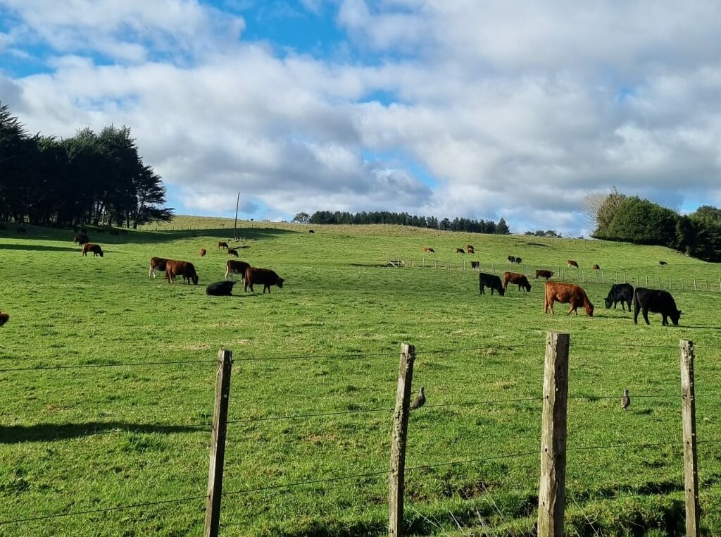 Campo en venta en Llanquihue — foto 6
