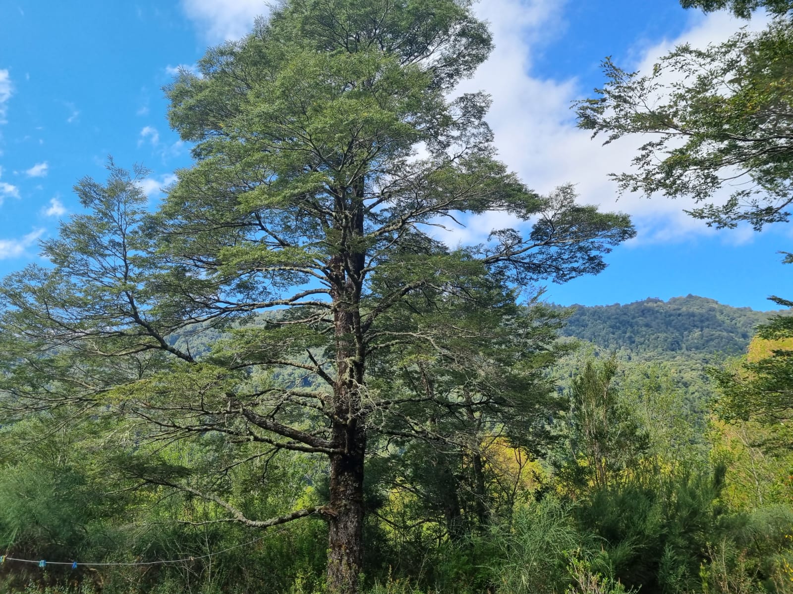 Campo en venta en Puerto Varas — foto 5