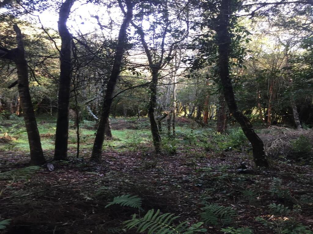 Campo en venta en Puerto Varas — foto 8
