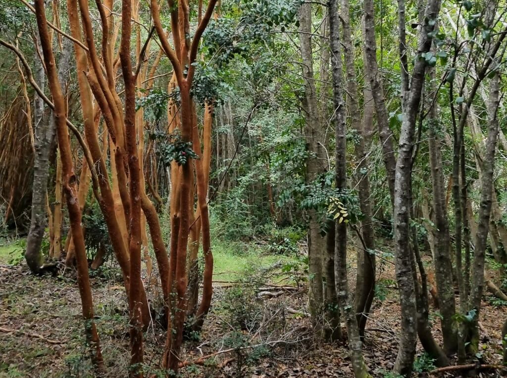 Campo en venta en Puerto Varas — foto 9