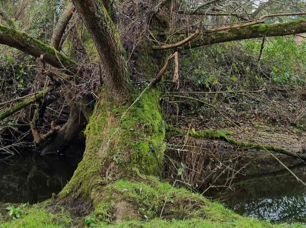 Campo en venta en Río Negro — foto 2