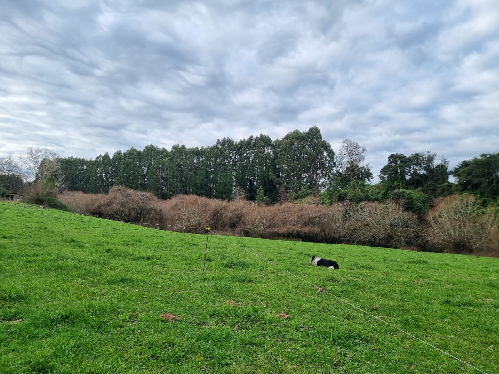 Campo en venta en Río Negro — foto 5