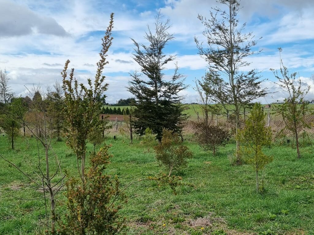 Parcela en venta en Llanquihue — foto 2
