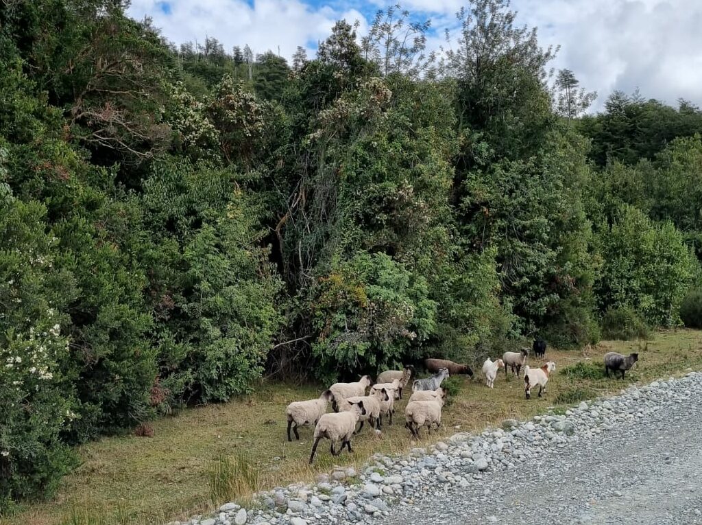Parcela en venta en Cochamó — foto 4