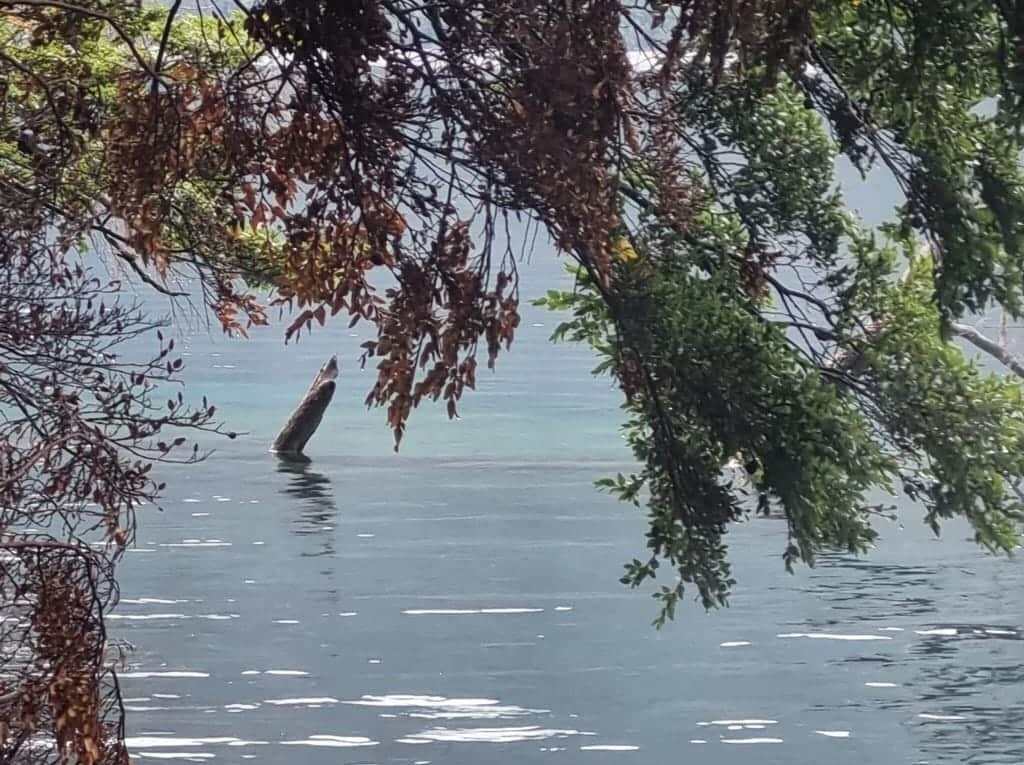 Parcela en venta en Cochamó — foto 3