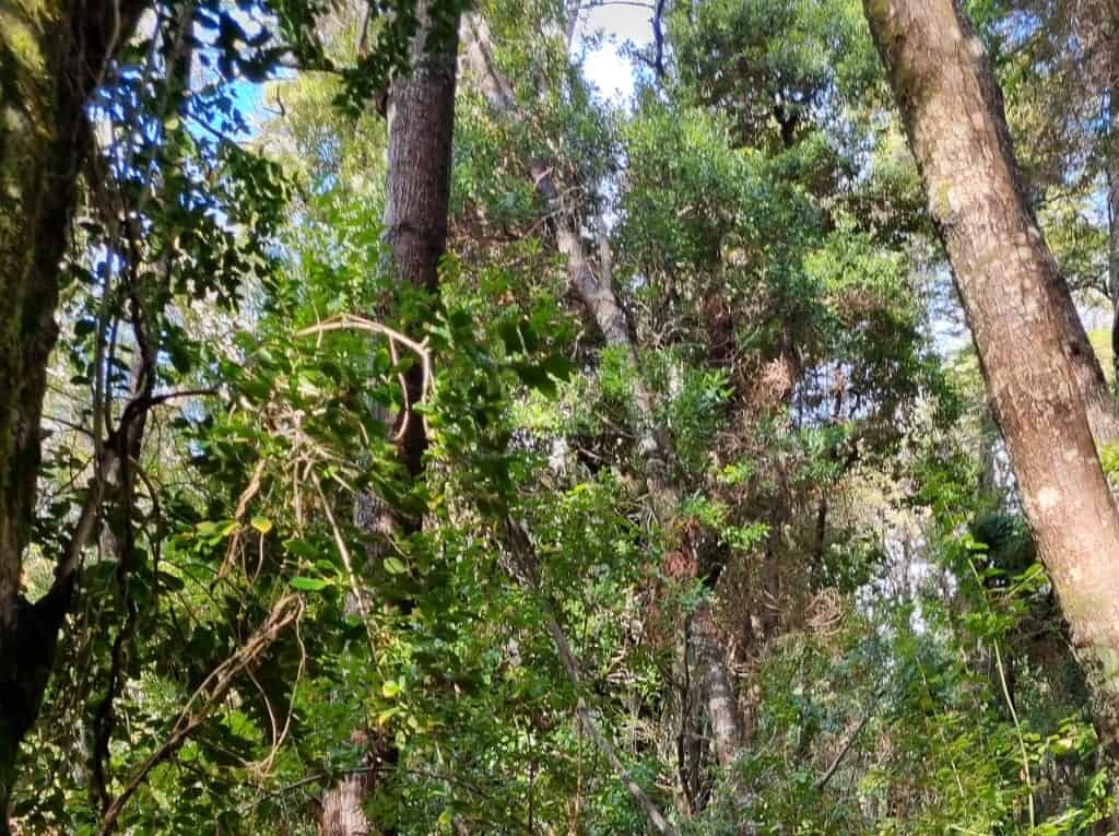 Parcela en venta en Cochamó — foto 8