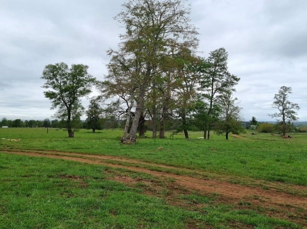 Campo en venta en Río Negro — foto 1