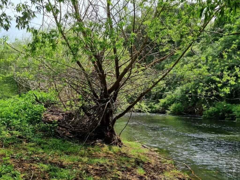 Campo en venta en Río Negro — foto 3