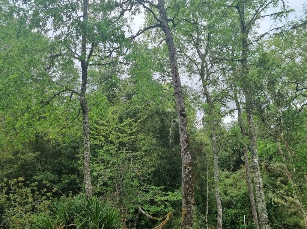 Campo en venta en Río Negro — foto 4