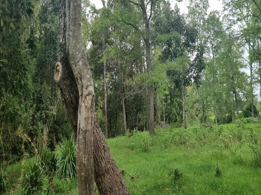 Campo en venta en Río Negro — foto 5