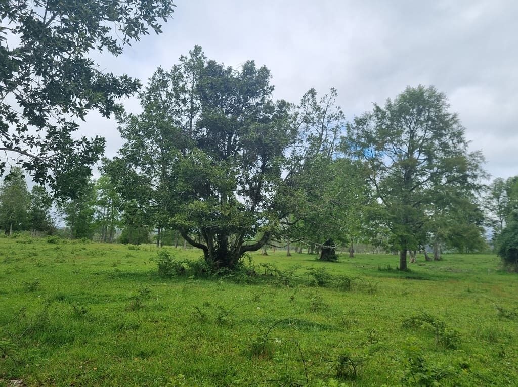 Campo en venta en Río Negro — foto 6