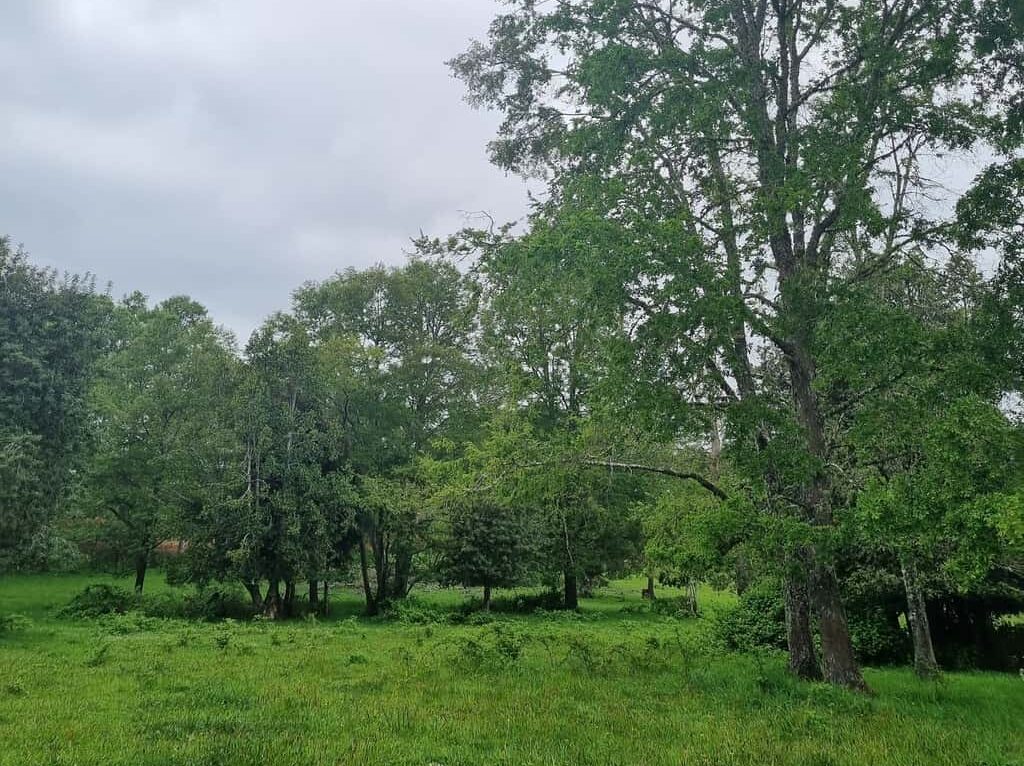 Campo en venta en Río Negro — foto 9