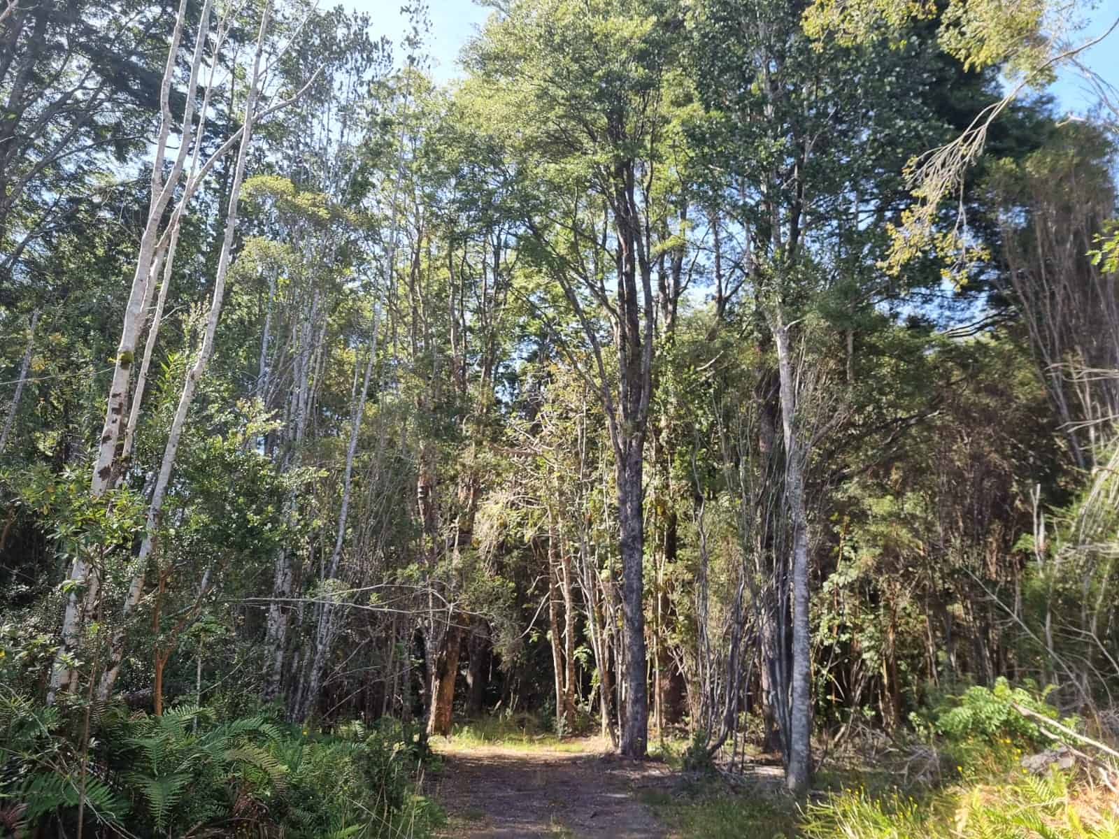 Parcela en venta en Puerto Varas — foto 4