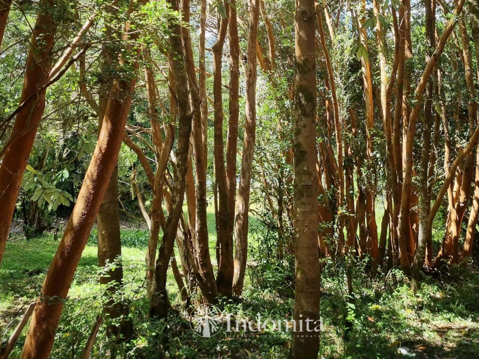 Parcela en venta en Cochamó — foto 6