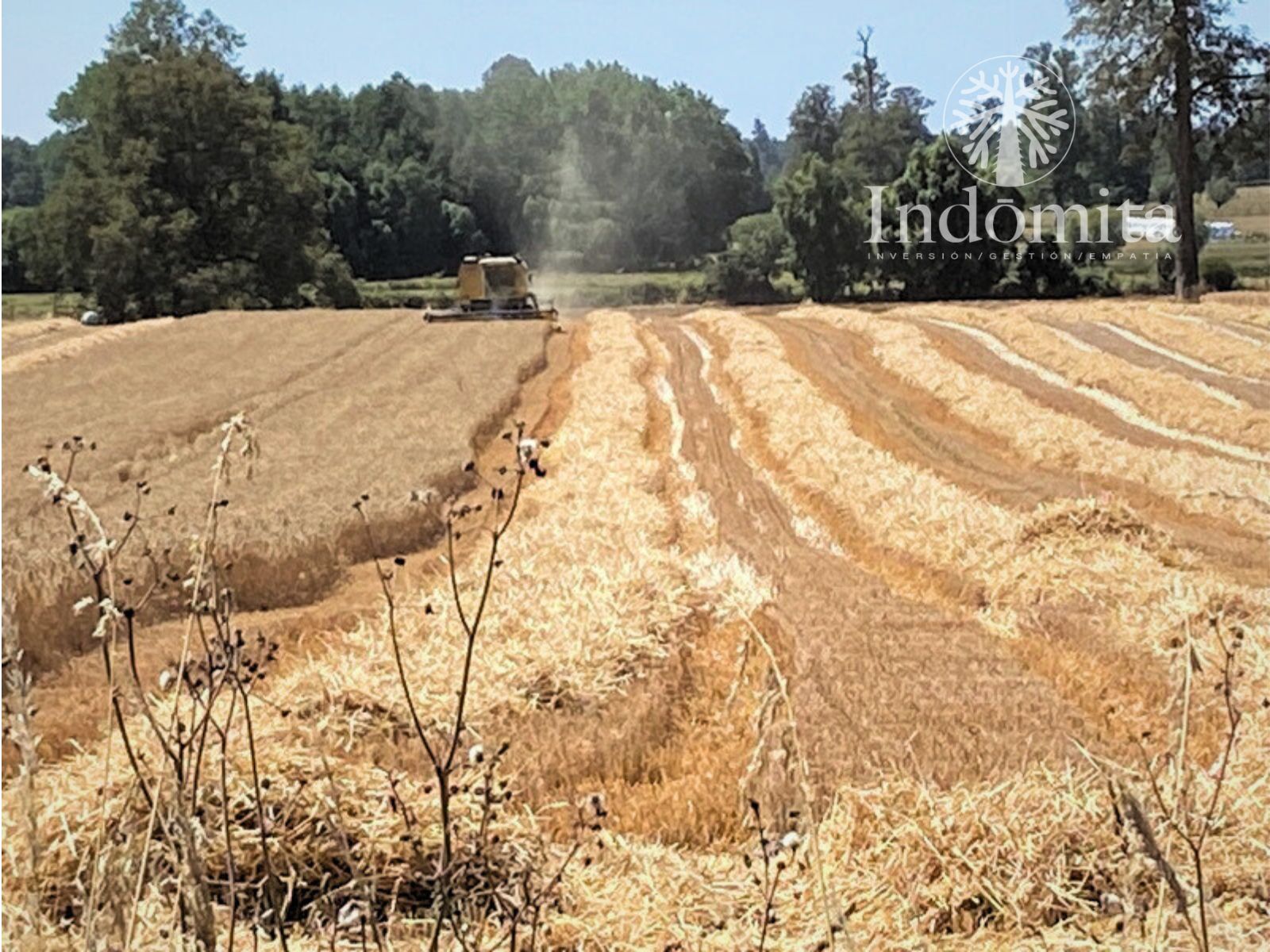 Campo en venta en Purranque — foto 2