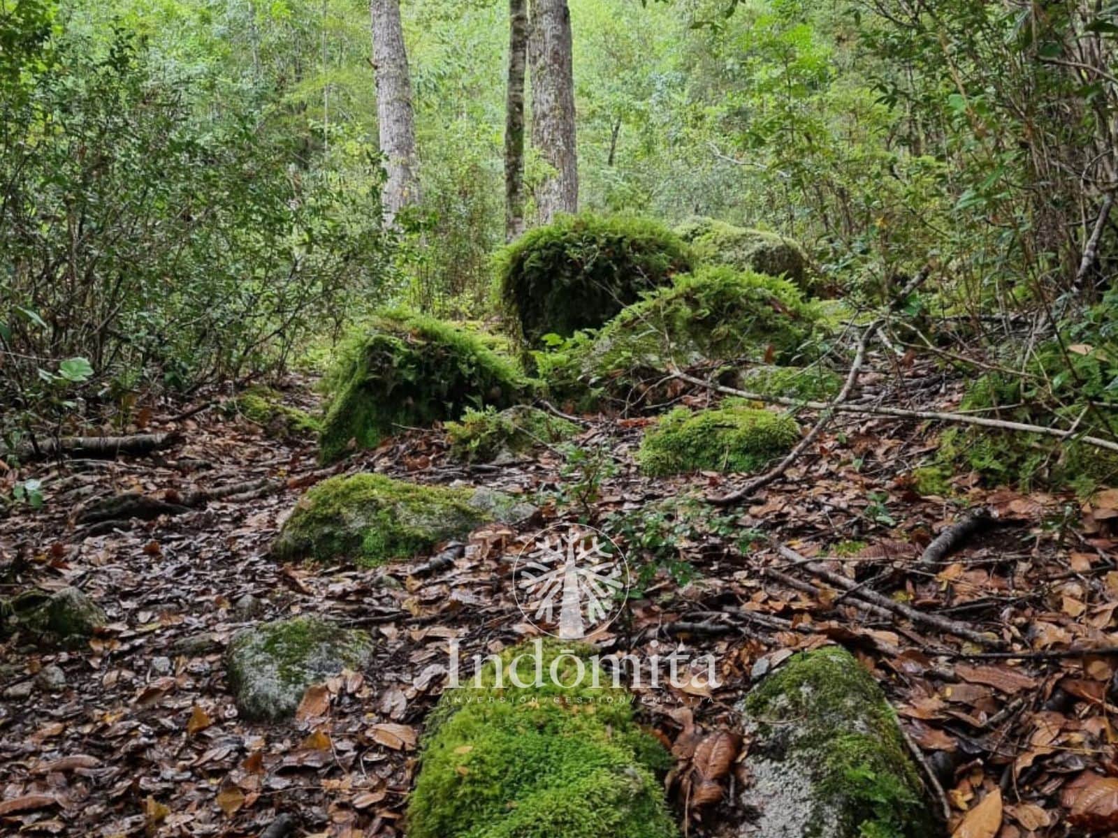 Campo en venta en Cochamó — foto 6