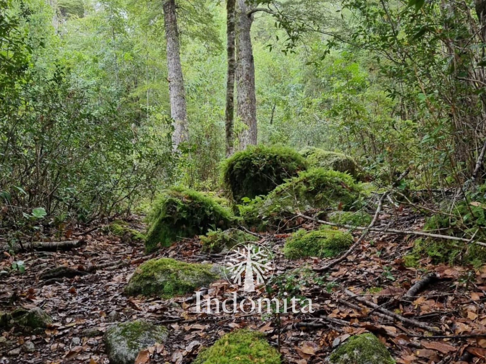 Campo en venta en Chaitén — foto 4