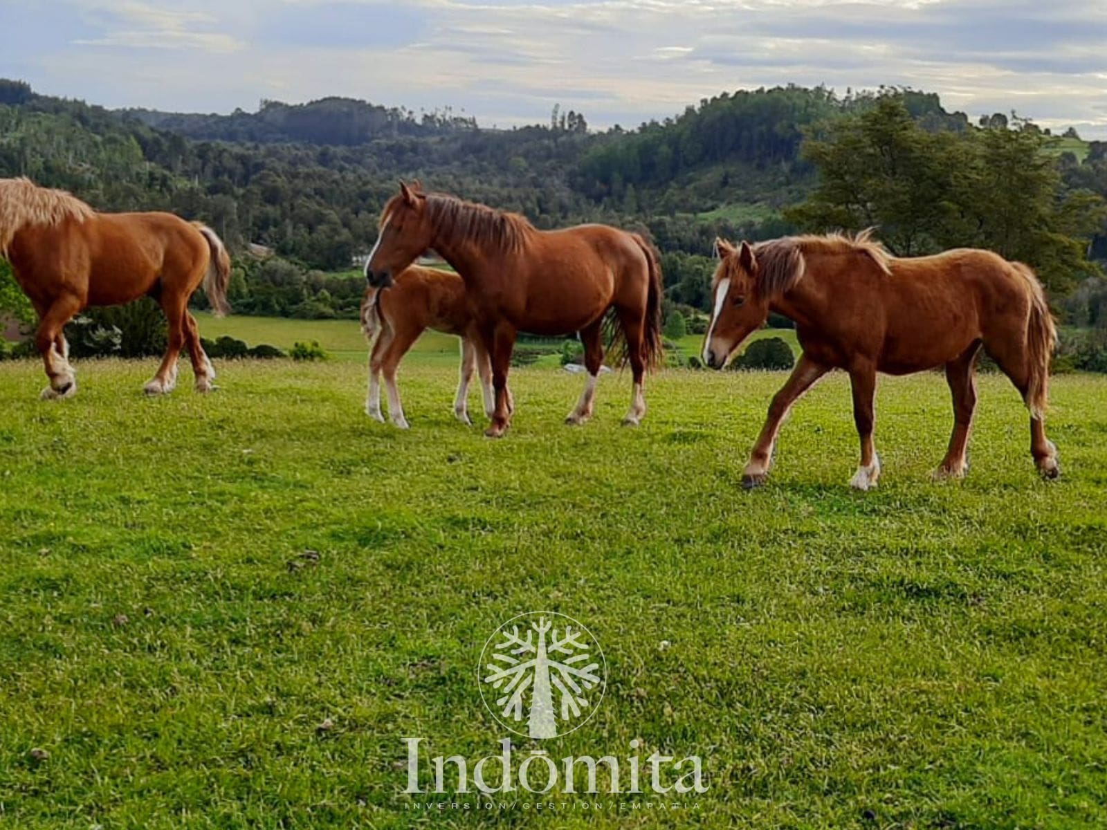 Campo en venta en Los Muermos — foto 1