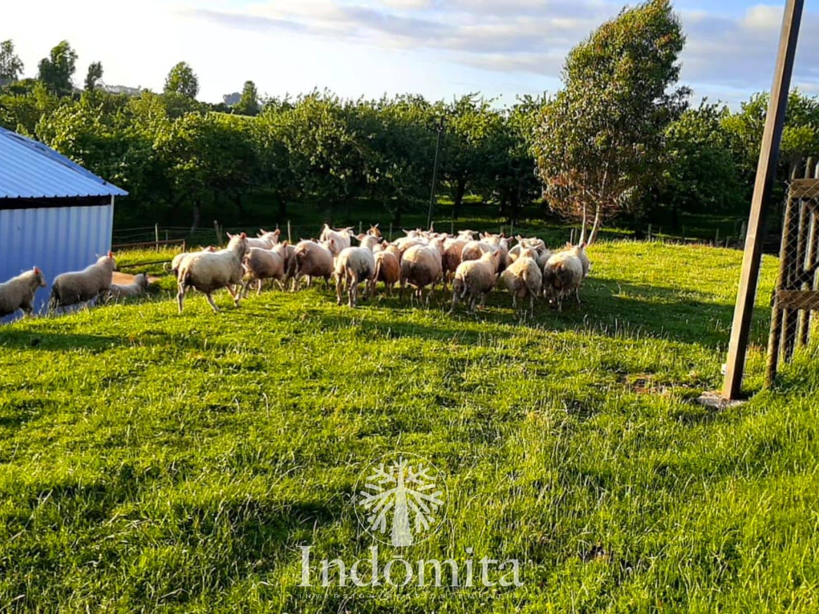 Campo en venta en Los Muermos — foto 4