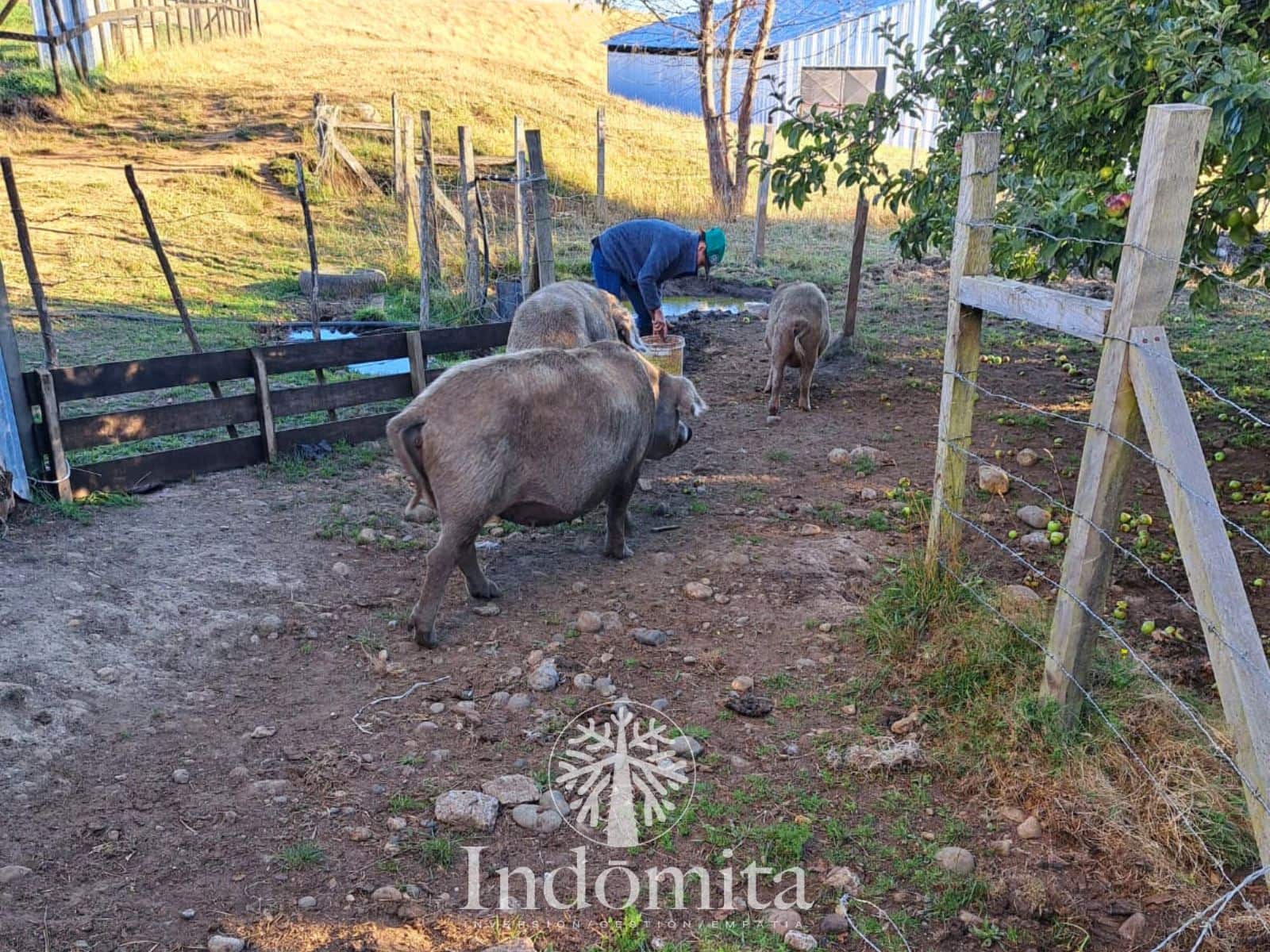 Campo en venta en Los Muermos — foto 7