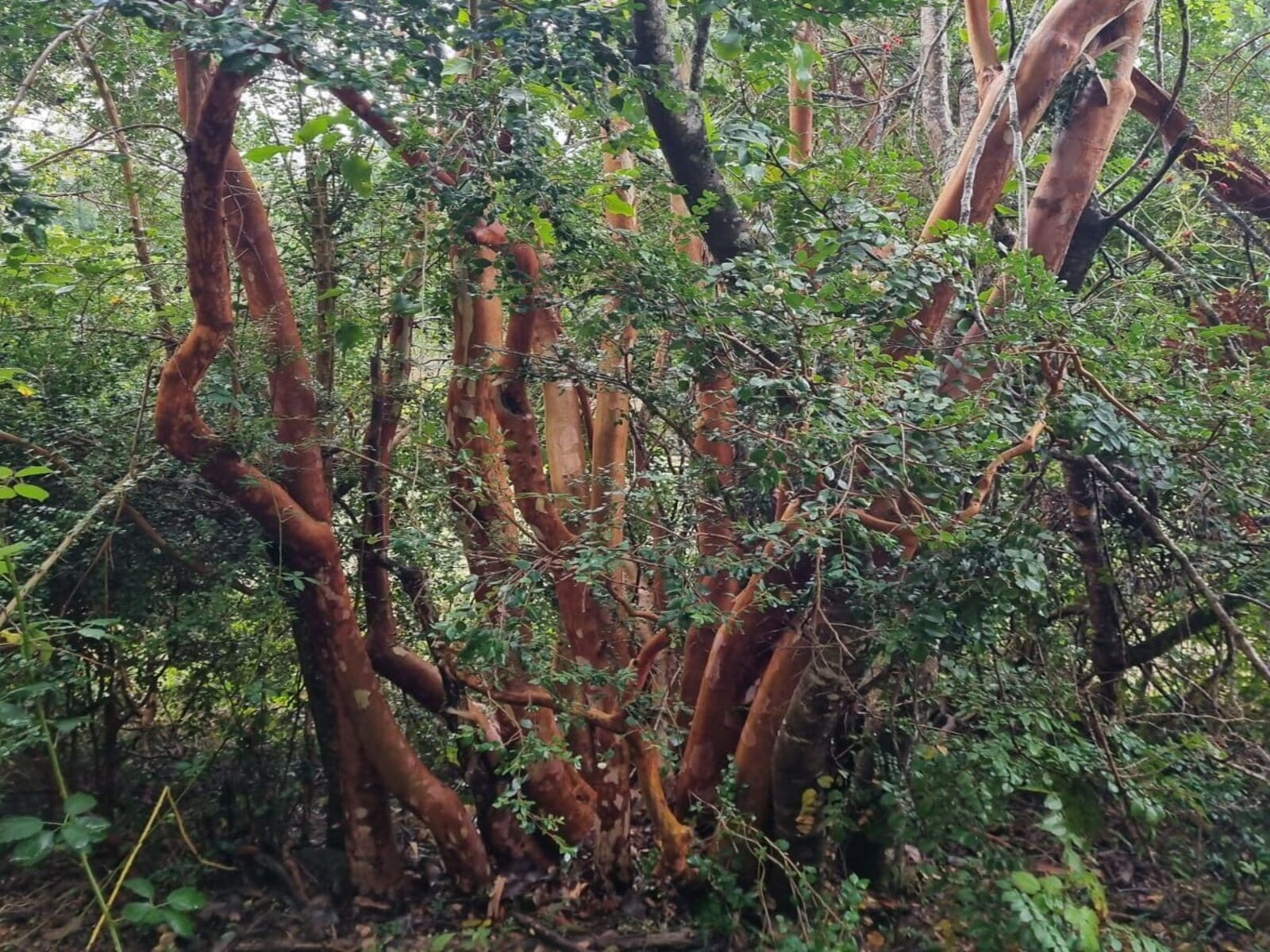 Parcela en venta en Cochamó — foto 5