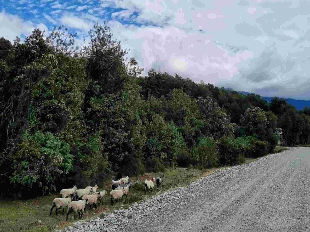 Parcela en venta en Cochamó — foto 6
