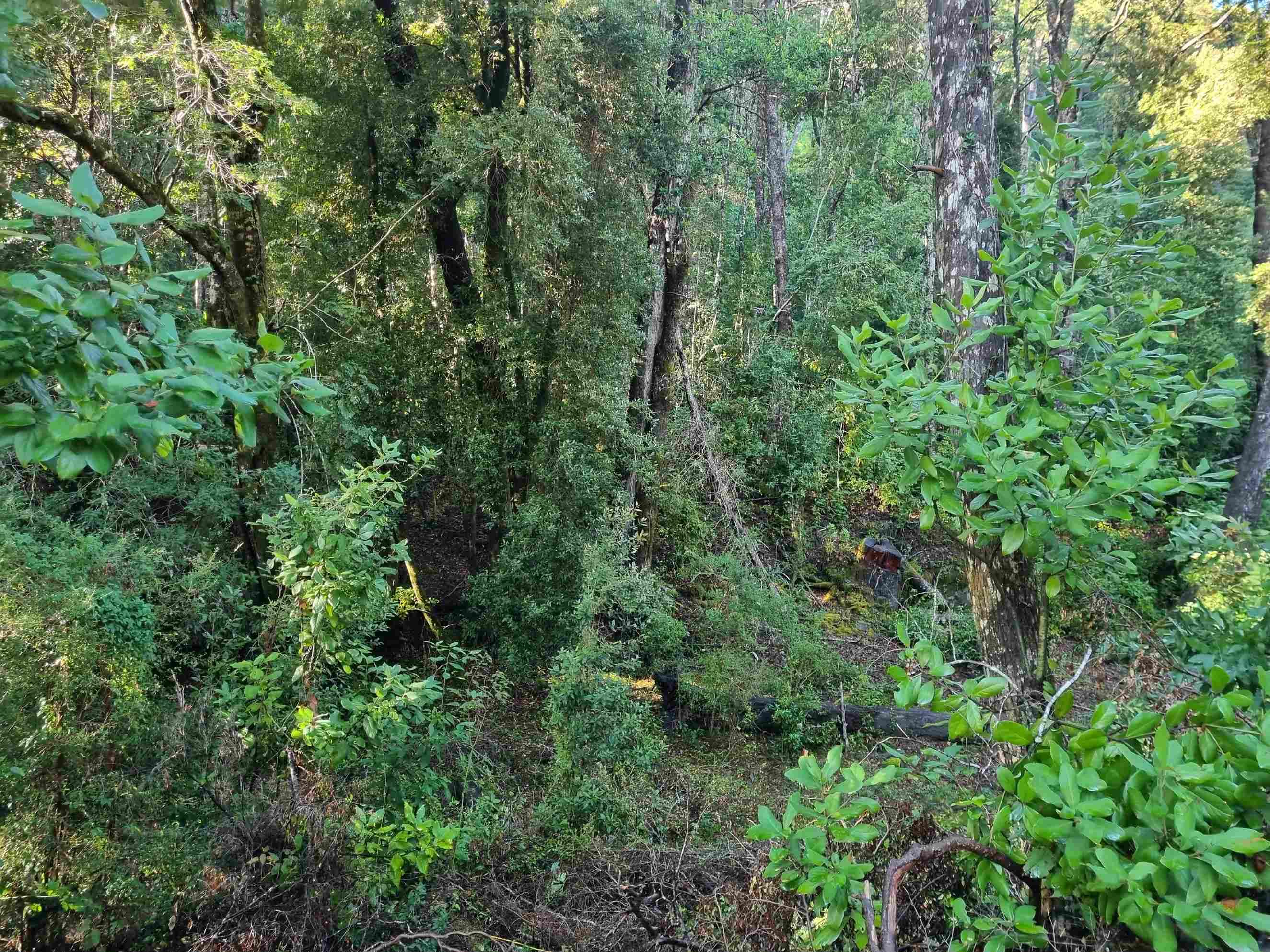Campo en venta en Cochamó — foto 6