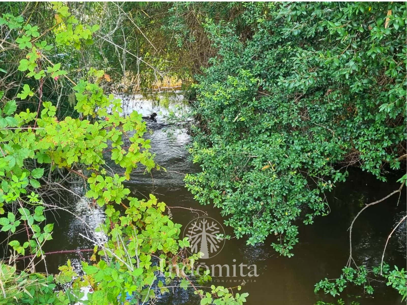 Parcela en venta en Fresia — foto 4