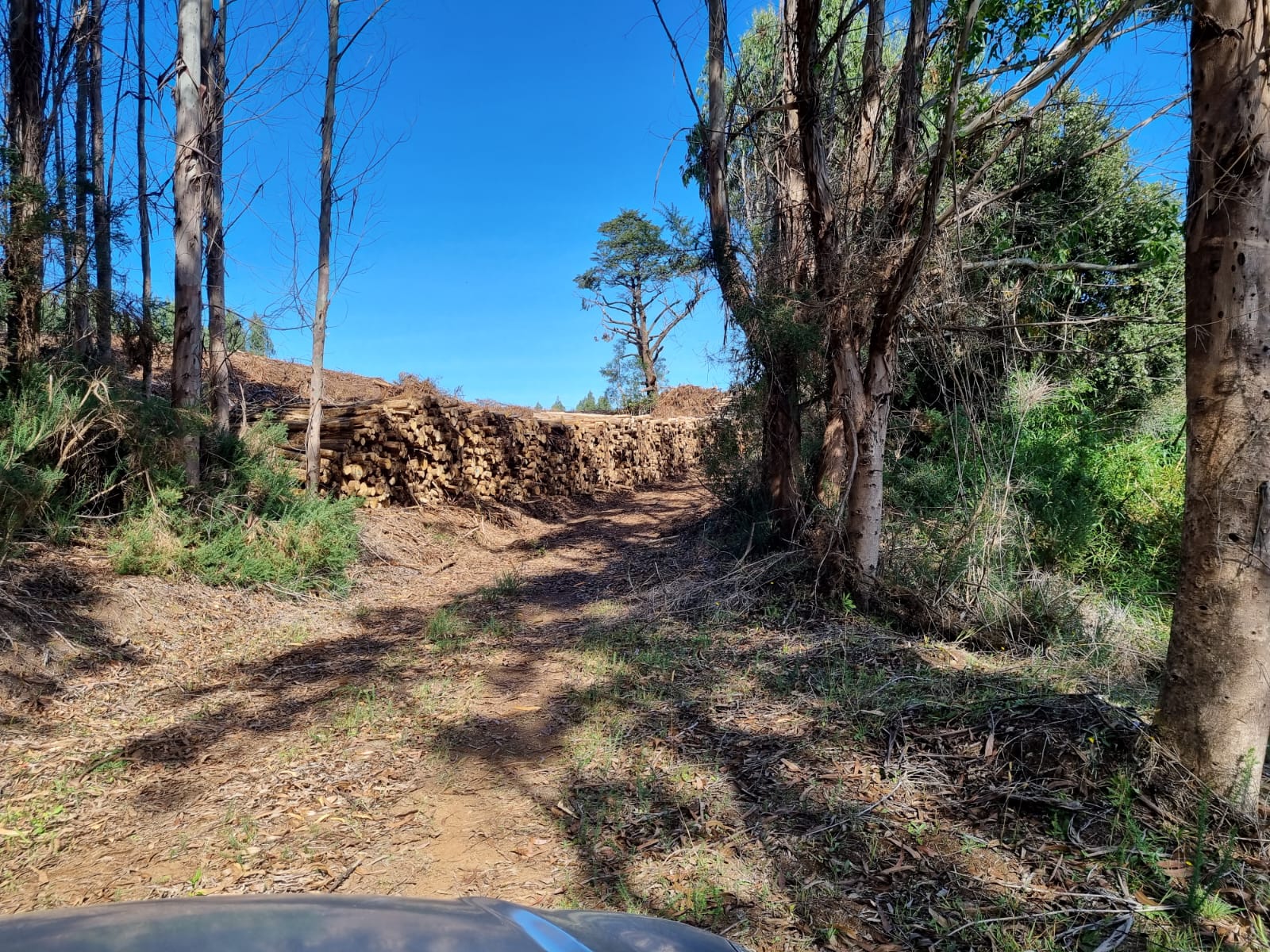 Campo en venta en Ancud — foto 6