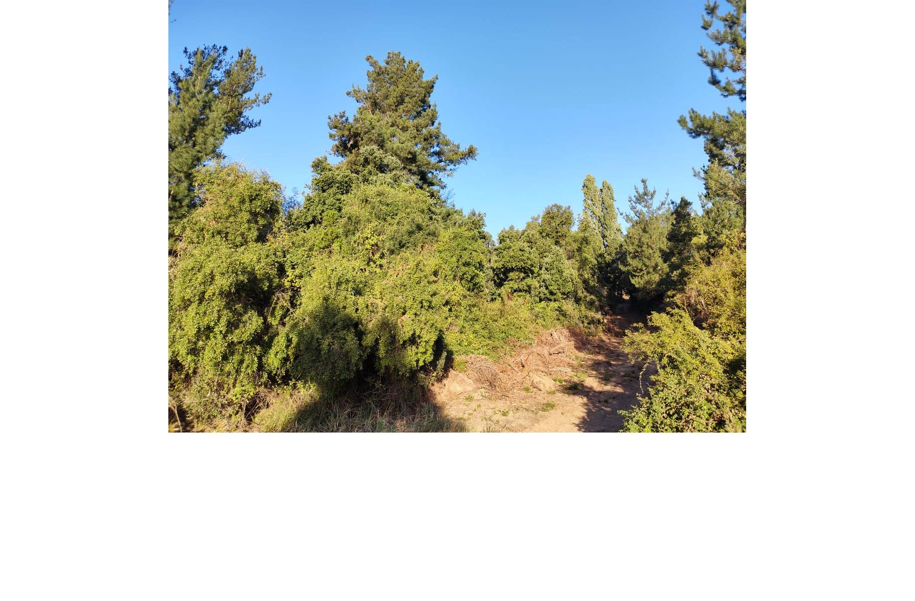 Campo en venta en Florida — foto 5