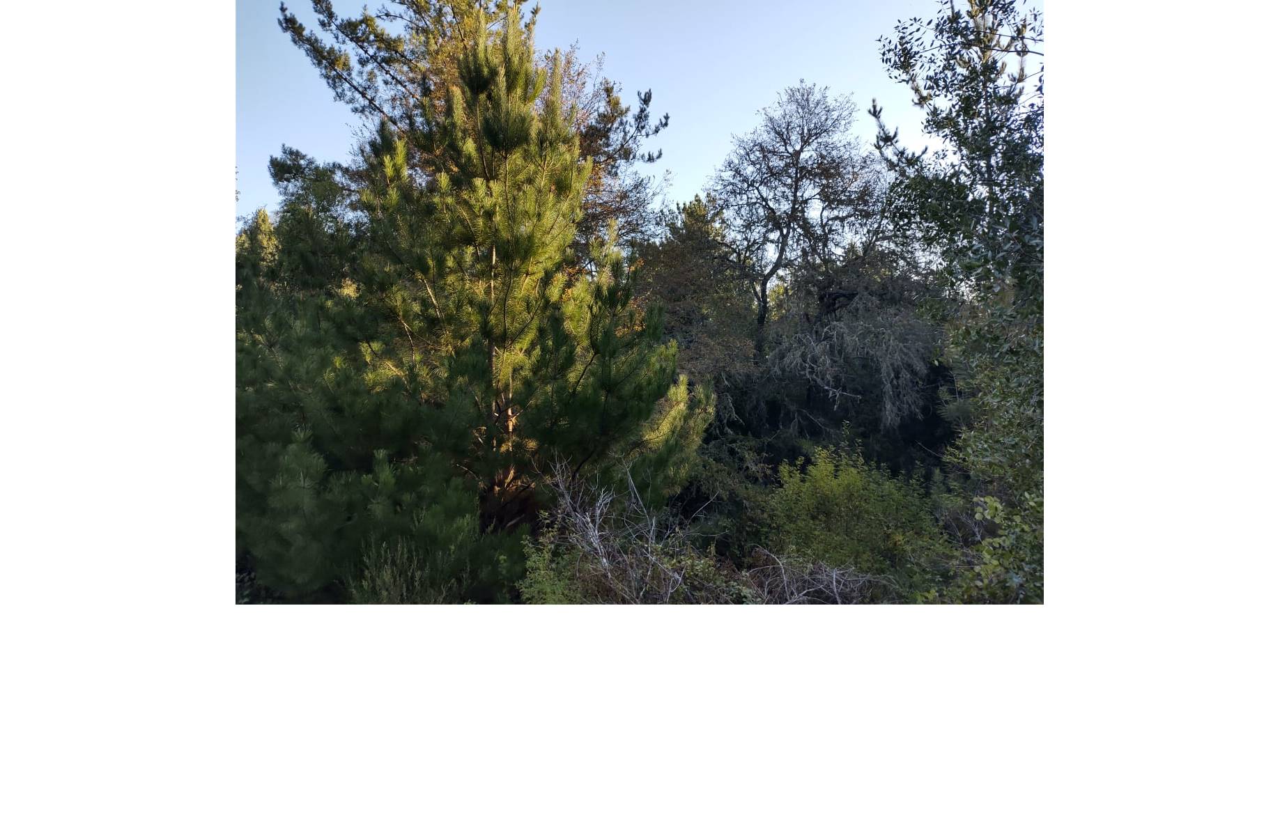 Campo en venta en Florida — foto 7