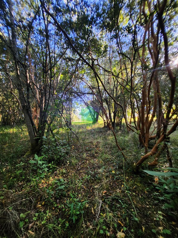 Parcela en venta en Valdivia — foto 7