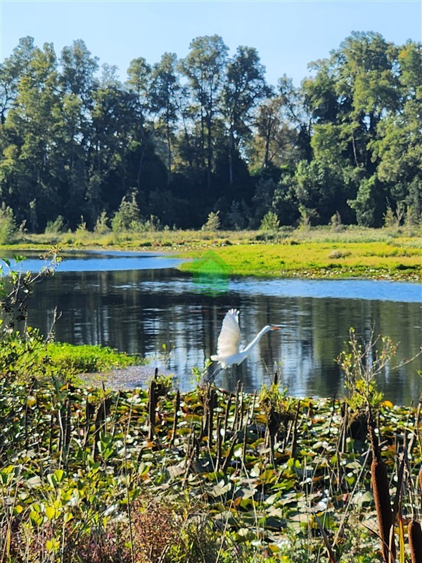 Parcela en venta en Valdivia — foto 8