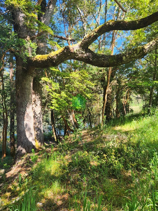 Parcela en venta en Valdivia — foto 6