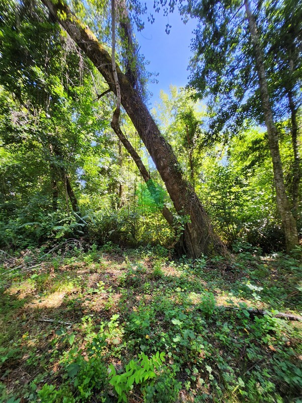 Parcela en venta en Valdivia — foto 8