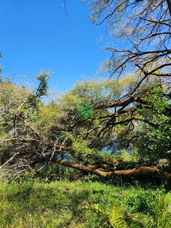 Parcela en venta en Valdivia — foto 9