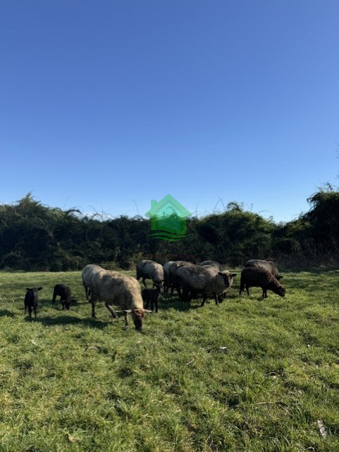 Parcela en venta en Osorno — foto 3