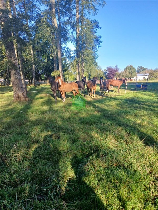 Parcela en venta en Osorno — foto 3