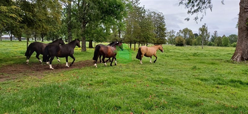 Parcela en venta en Osorno — foto 4