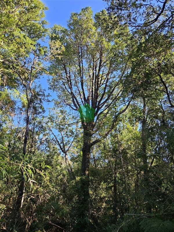 Parcela en venta en Valdivia — foto 5