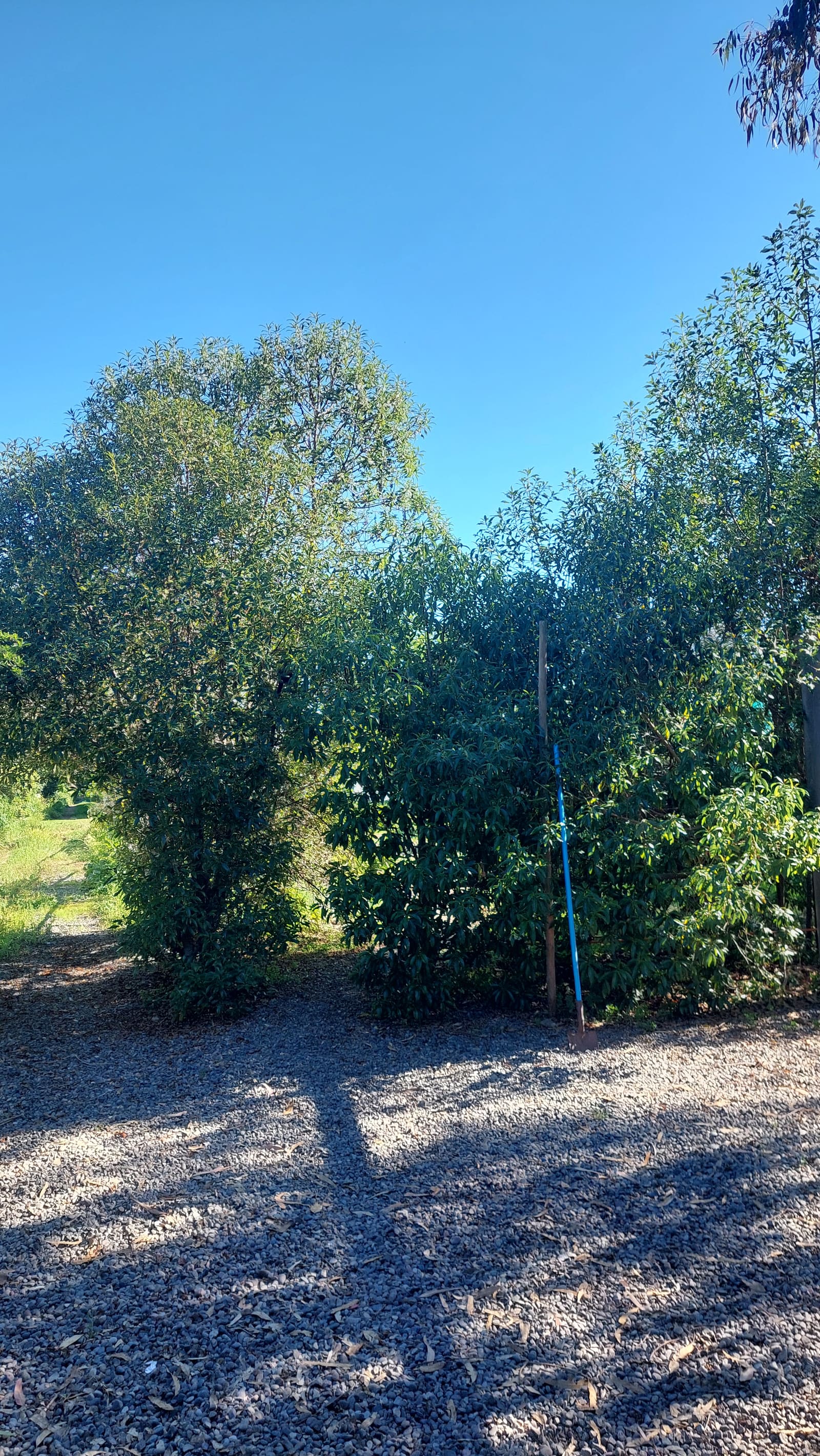 Terreno en venta en Peñaflor — foto 3