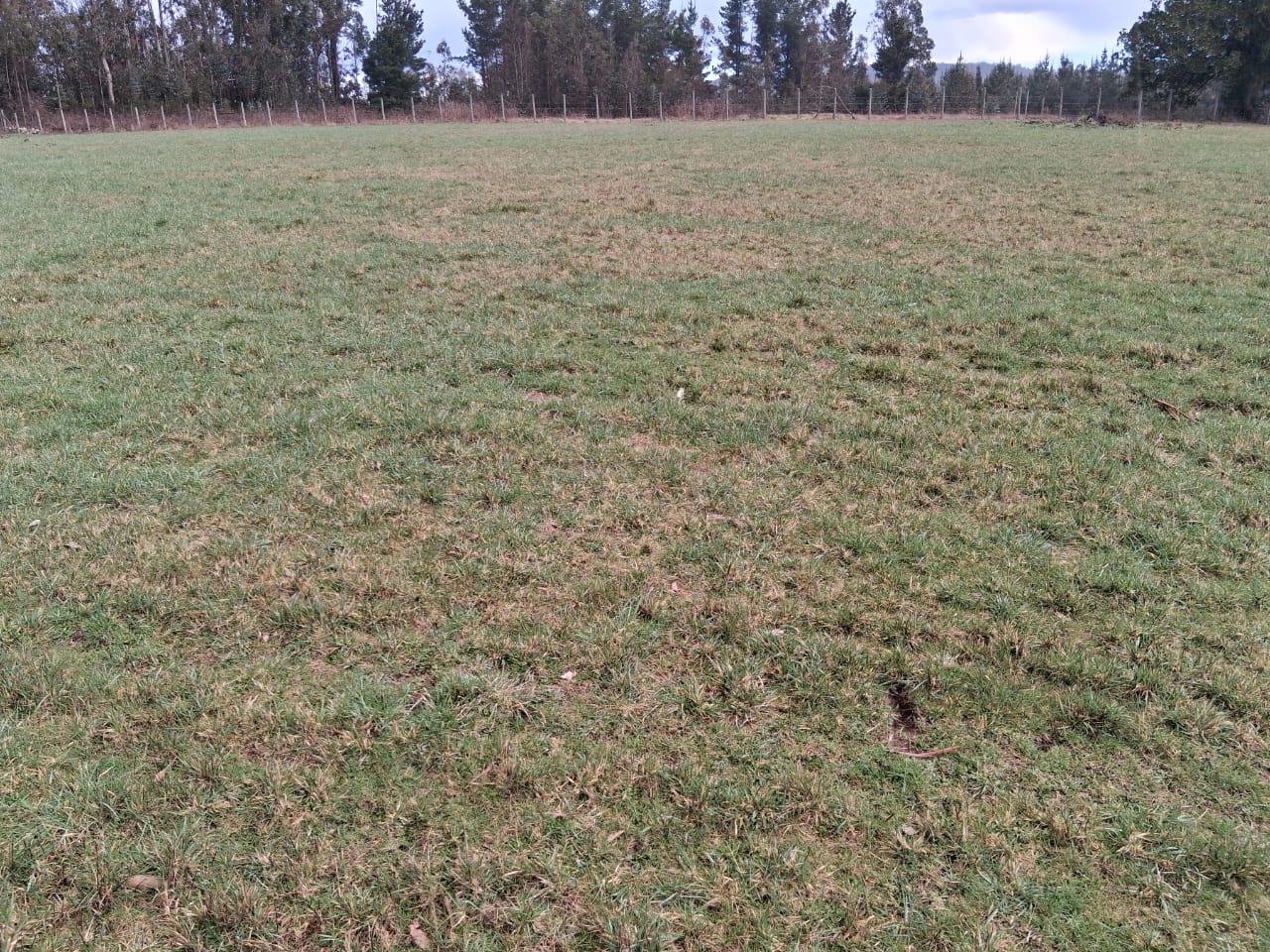 Parcela en venta en Pitrufquén — foto 1